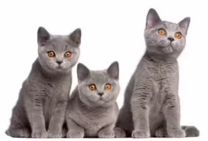 British Shorthair cat