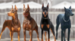 doberman dogs