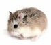 hamster breeds