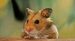 hamster breeds
