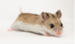 hamster breeds