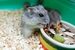 hamster breeds