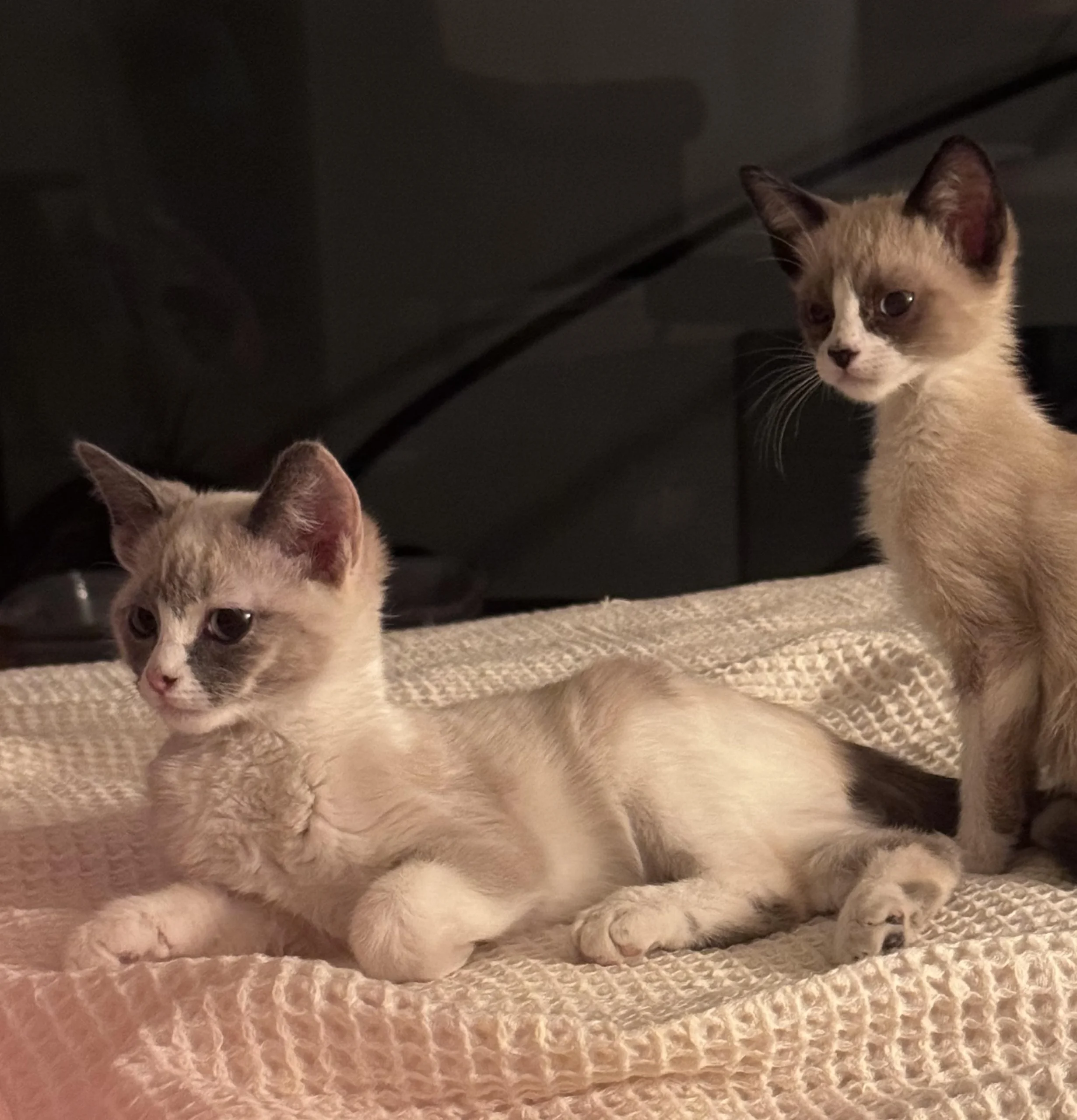 The Joy of Watching Kittens Grow