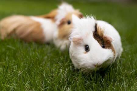 guinea pig odor control