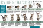 cat age chart