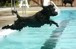 Dog Swimming Denver