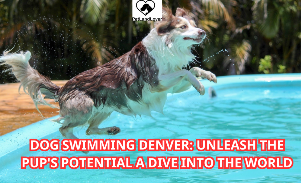 Dog Swimming Denver: Unleash the Pup’s Potential A Dive into the World