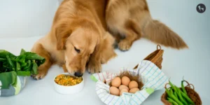 fresh food diet for dogs