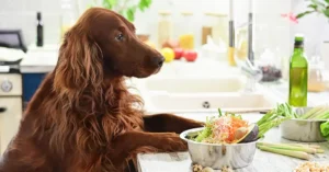 fresh food diet for dogs