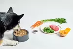 fresh food diet for dogs