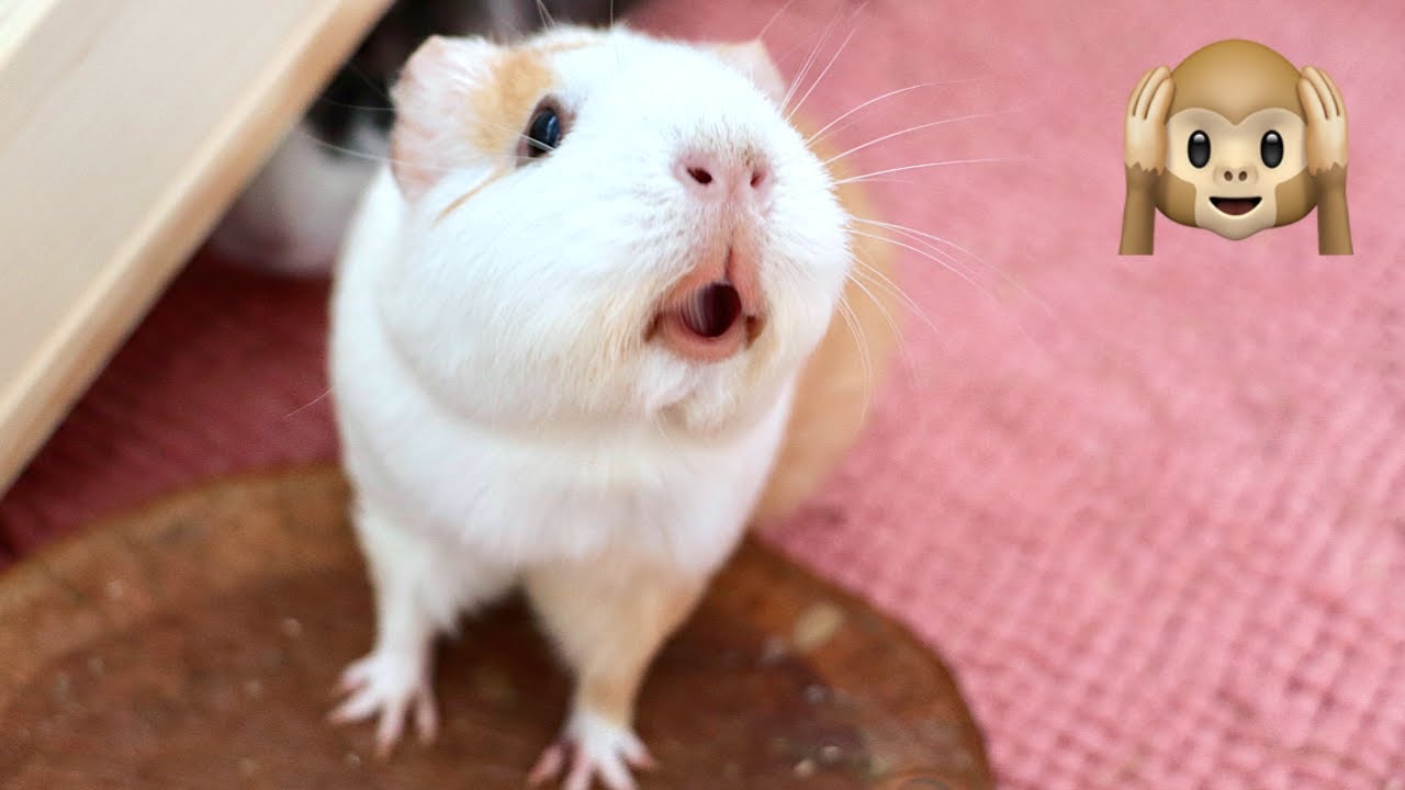 Guinea Pig Rumbling Sounds 