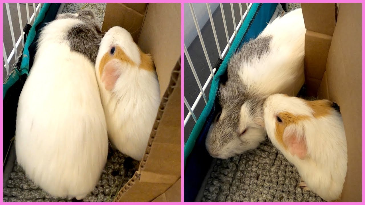 Guinea Pig Rumbling Sounds 