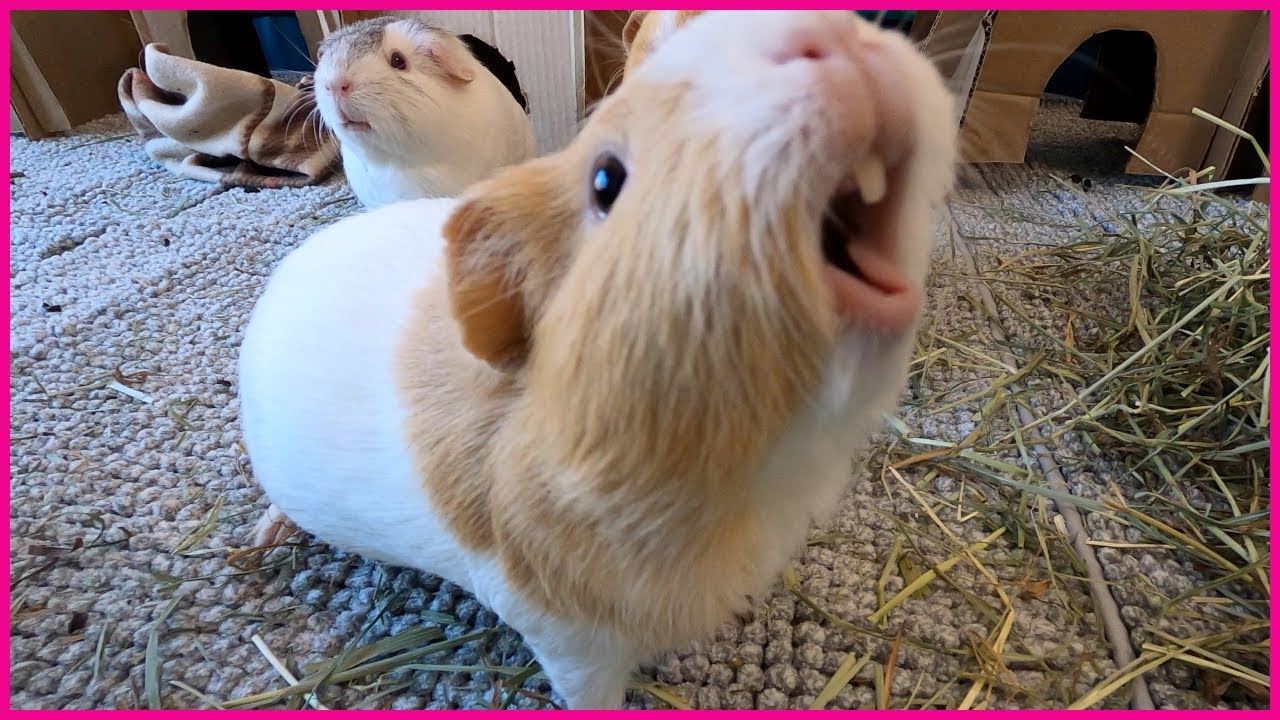 Guinea Pig Rumbling Sounds 