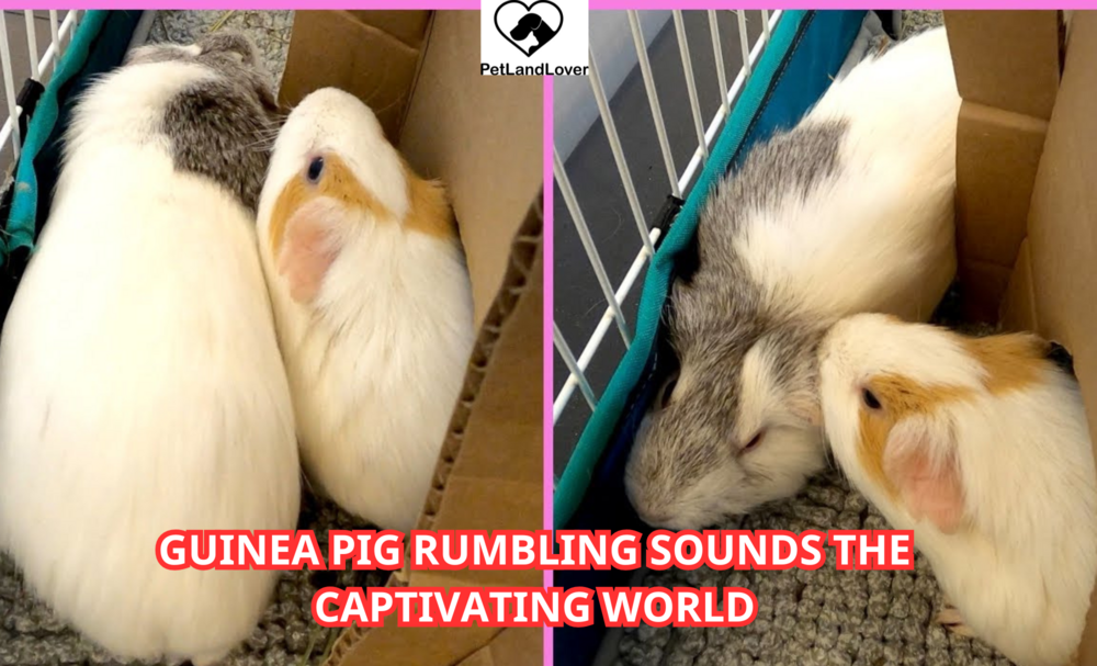 Guinea Pig Rumbling Sounds The Captivating World