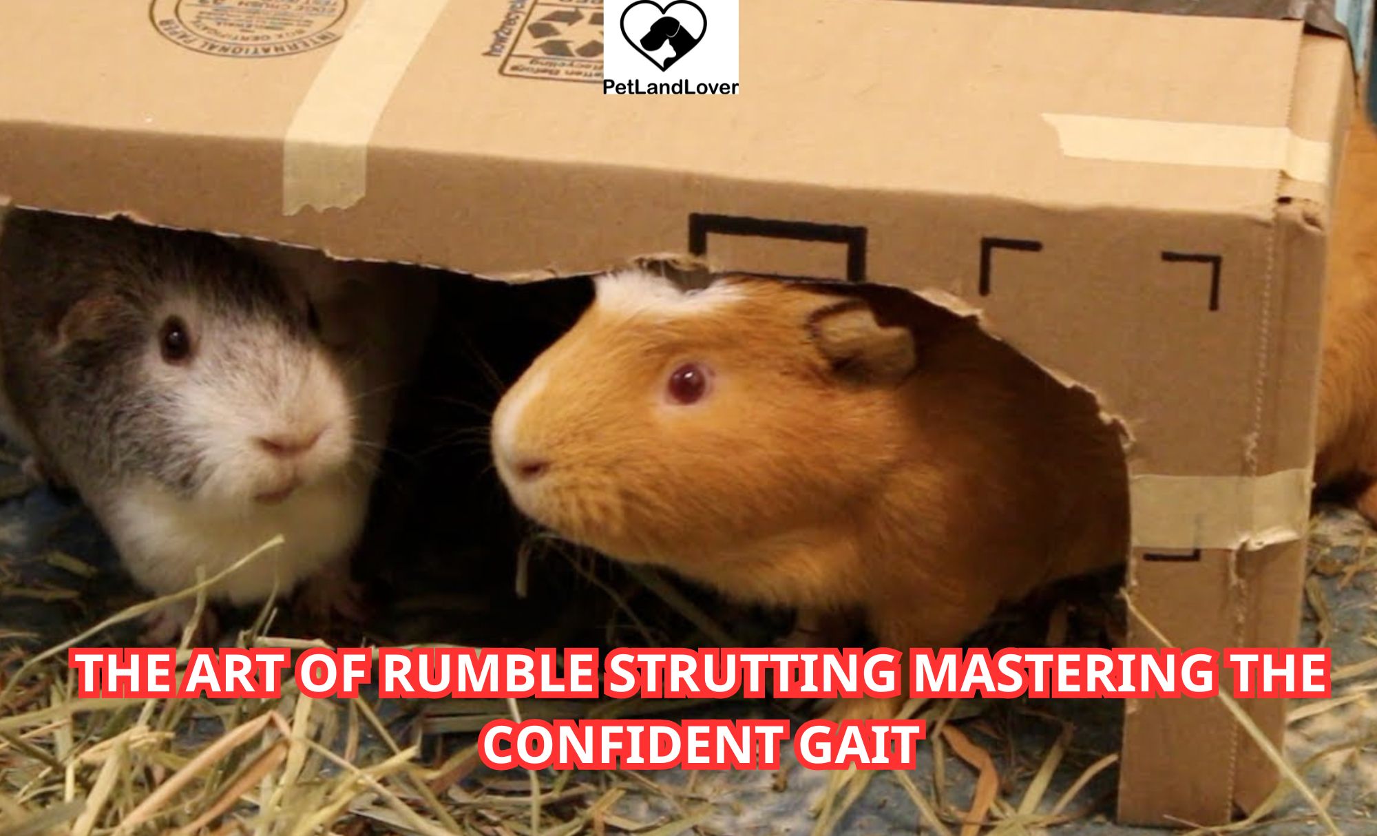 The Art of Rumble Strutting Mastering the Confident Gait