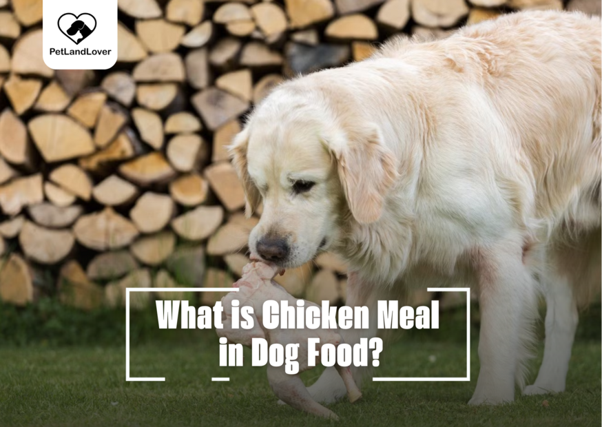 What is Chicken Meal in Dog Food?