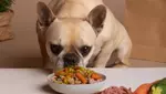 What is Chicken Meal in Dog Food?