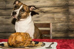 Choosing the Right Chicken Meal-Based Dog Food