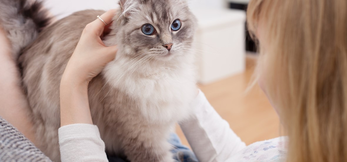 The Health Benefits of Owning Cats