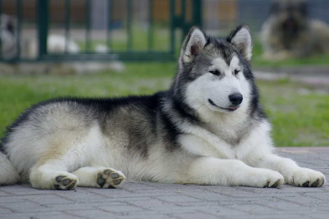 Alaskan dog