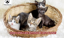 How Long Can Kittens Be Left Alone?