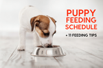 science diet puppy feeding chart