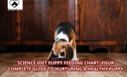Science Diet Puppy Feeding Chart: Your Complete Guide to Nurturing a Healthy Puppy